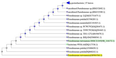 Differential responses in some quinoa genotypes of a consortium of beneficial endophytic bacteria against bacterial leaf spot disease